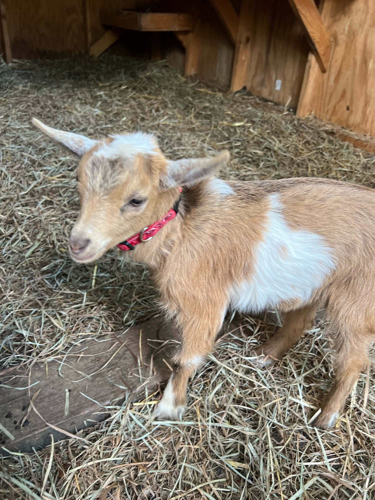 Goats